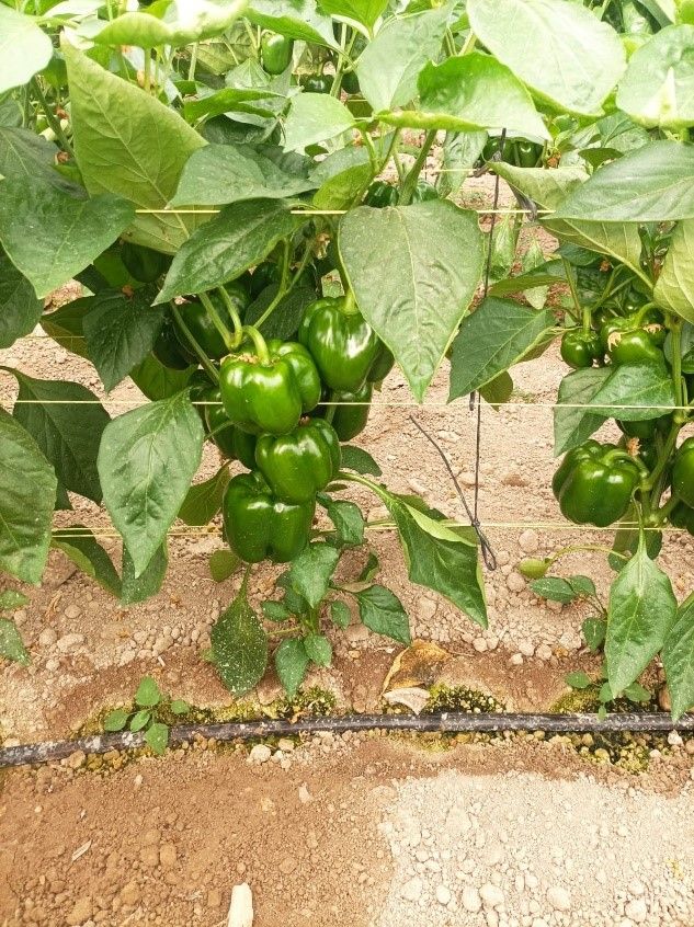 fertilizantes para el campo