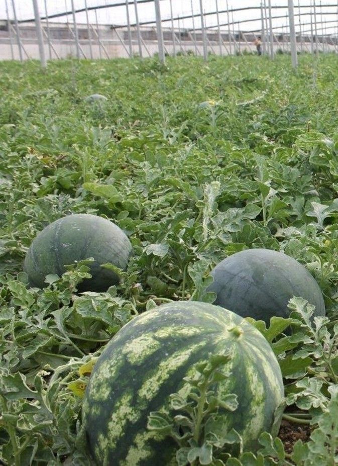 fertilizantes orgánicos