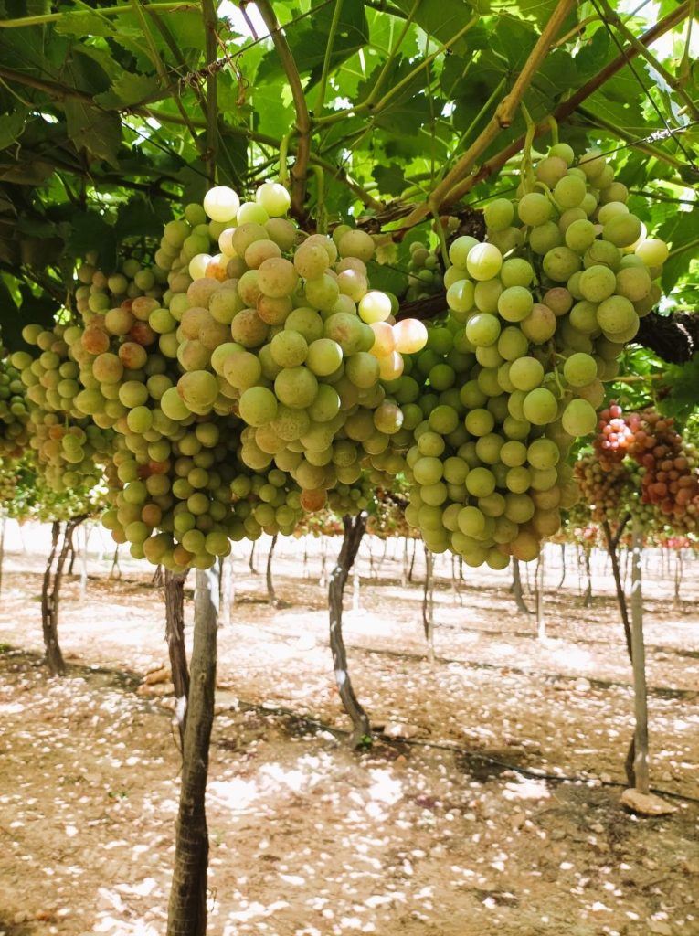 fertilizantes para cultivos